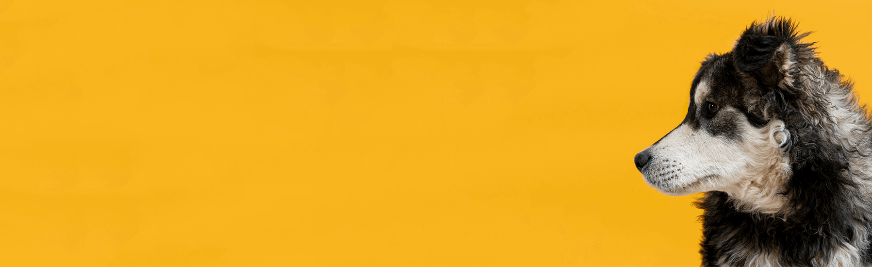 Banner-yellow