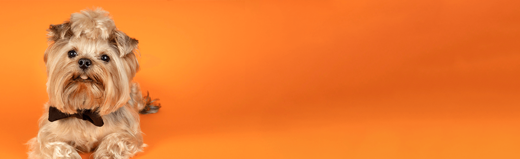 banner-orange