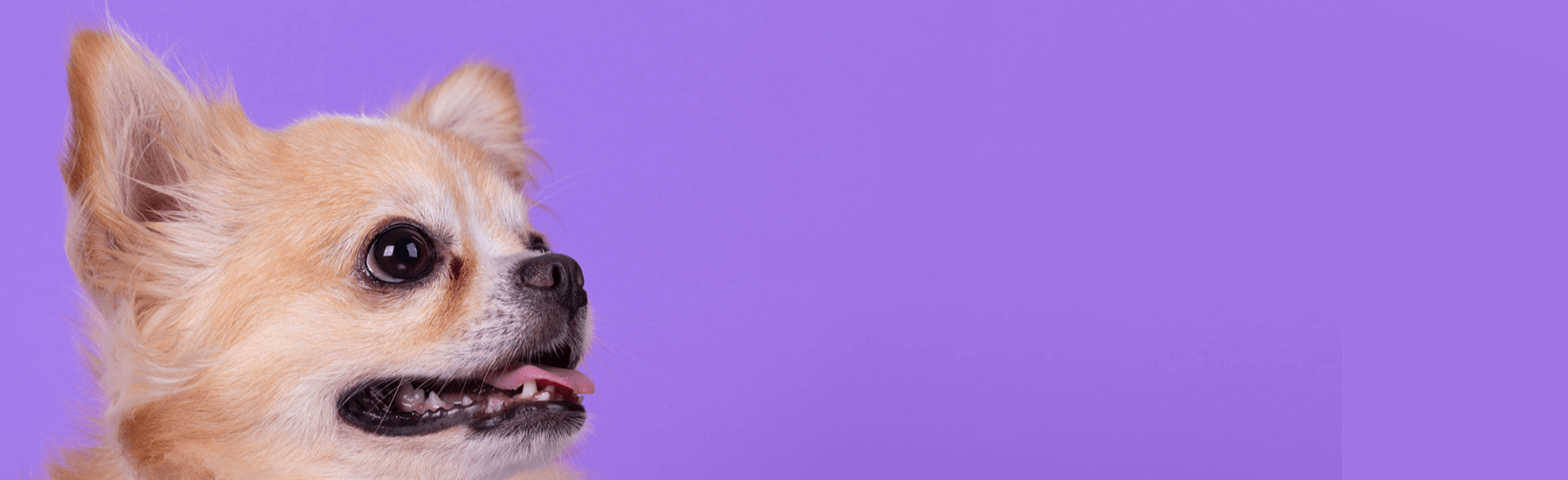 purple-banner-chihuahua